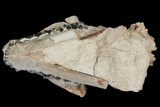 Fossil Oreodont (Merycoidodon) Skull - Wyoming #175650-5